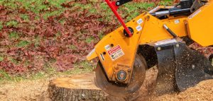 Stump Grinding A Tree Trunk - Close Up