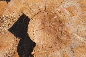 Top view. Birch stump. Birch-tree closeup. Tree rings in cross section. deforestation